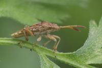 Stictopleurus