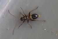 Miris striatus