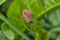 Coreus marginatus