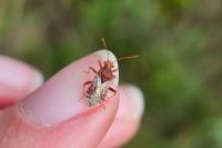 Rhopalus subrufus