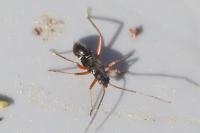 Miris striatus
