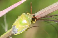 Piezodorus lituratus