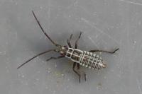 Leptopterna dolabrata