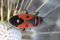 Melanocoryphus albomaculatus