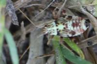 Rhabdomiris striatellus