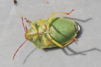 Piezodorus lituratus