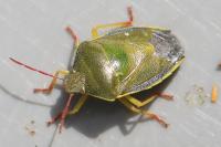 Piezodorus lituratus