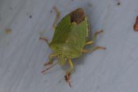 Palomena prasina