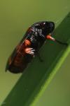 Cercopis intermedia