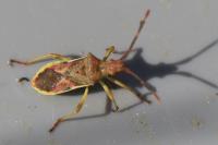Gonocerus juniperi