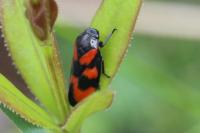 Cercopis vulnerata