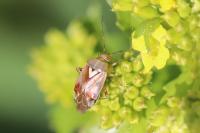 Lygus pratensis