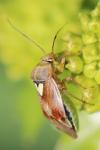 Lygus pratensis