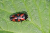 Cercopis vulnerata