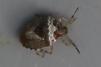 Stagonomus venustissimus