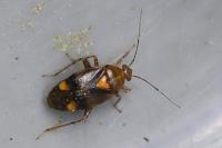 Liocoris tripustulatus