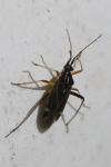Harpocera thoracica