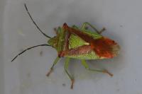 Acanthosoma haemorrhoidale