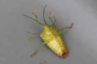 Acanthosoma haemorrhoidale