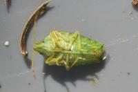 Cyphostethus tristriatus