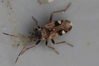 Beosus maritimus
