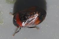 Penthimia nigra