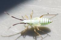 Cyllecoris histrionius