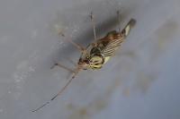Rhabdomiris striatellus