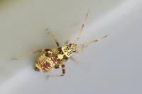 Rhabdomiris striatellus