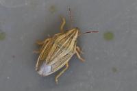 Aelia acuminata