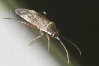 Heterocordylus tibialis