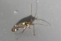Rhabdomiris striatellus