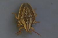 Aelia acuminata