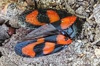 Cercopis vulnerata