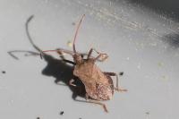Coreus marginatus