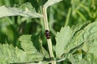 Cercopis intermedia
