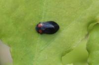 Penthimia nigra