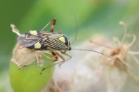 Rhabdomiris striatellus