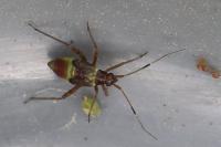 Closterotomus fulvomaculatus