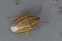 Aelia acuminata