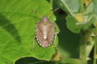 Peribalus strictus vernalis