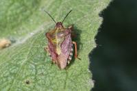 Carpocoris purpureipennis