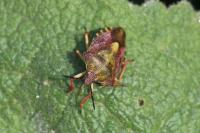 Carpocoris purpureipennis
