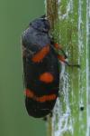 Cercopis intermedia