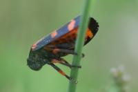 Cercopis intermedia