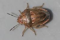 Neottiglossa leporina