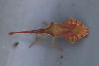 Haploprocta sulcicornis