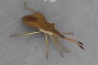 Syromastus rhombeus