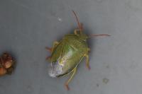 Piezodorus lituratus