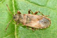 Heterogaster artemisiae